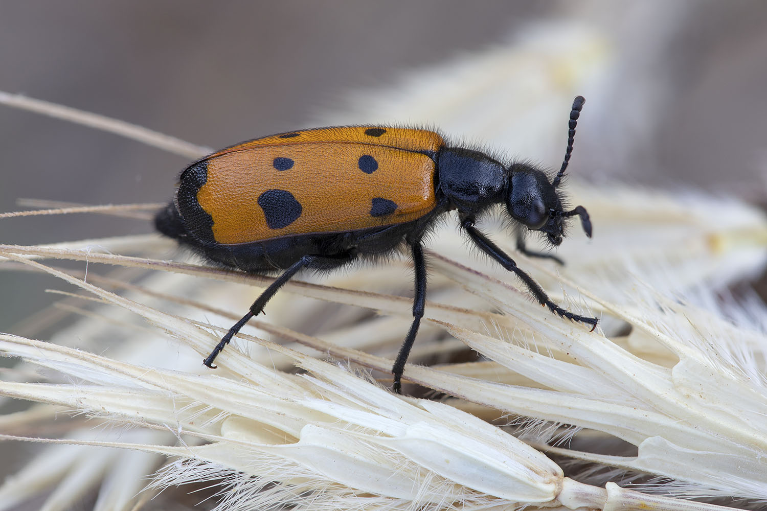 Mylabris quadripunctata 