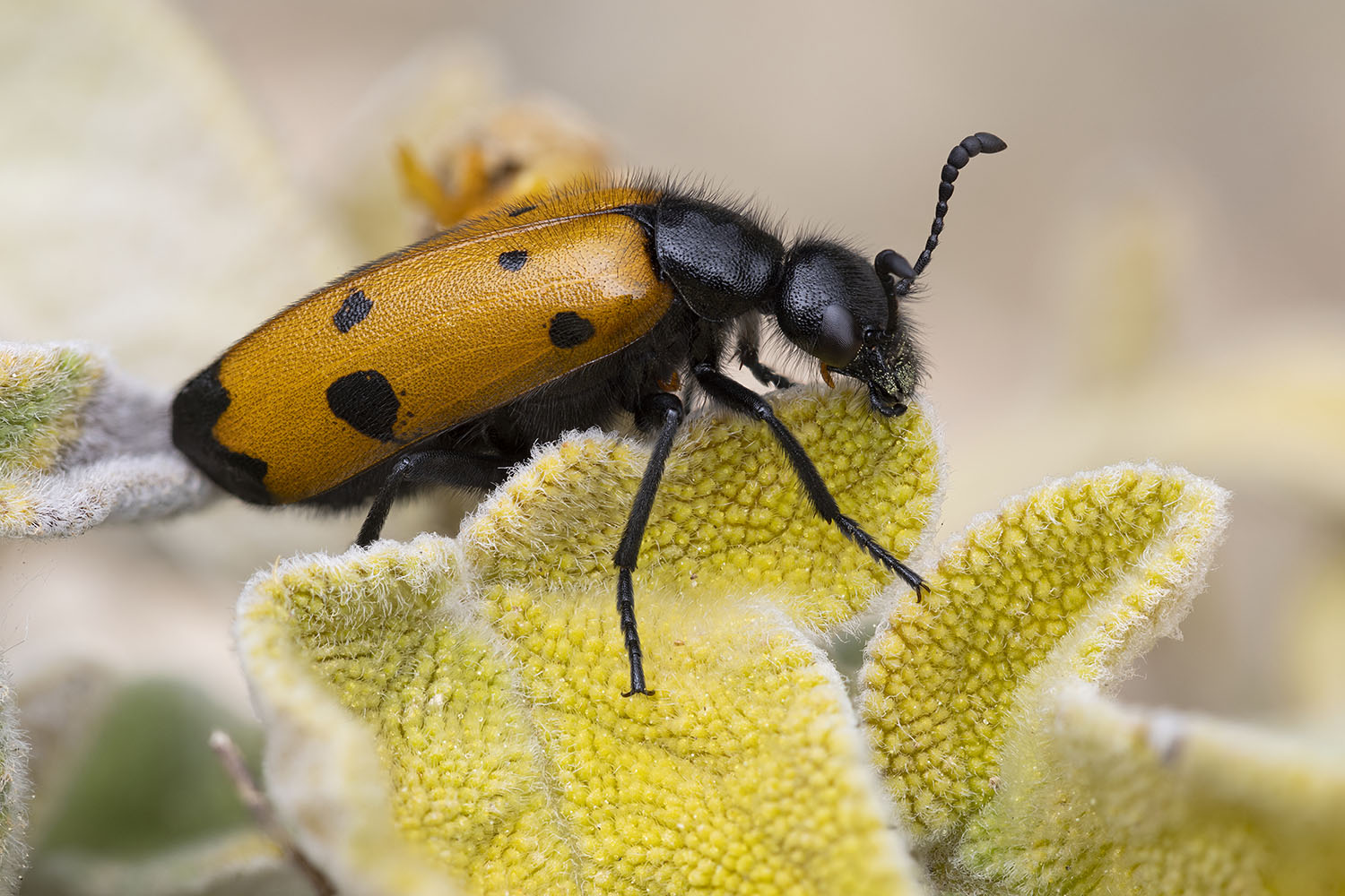 Mylabris quadripunctata 