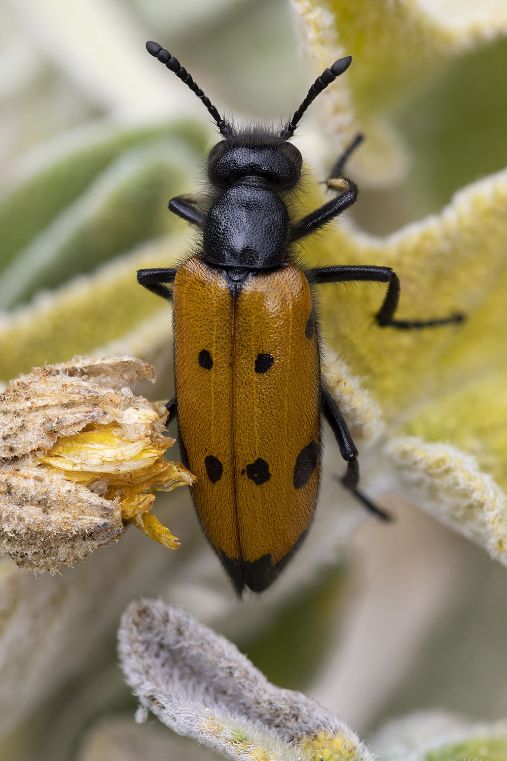 Mylabris quadripunctata 