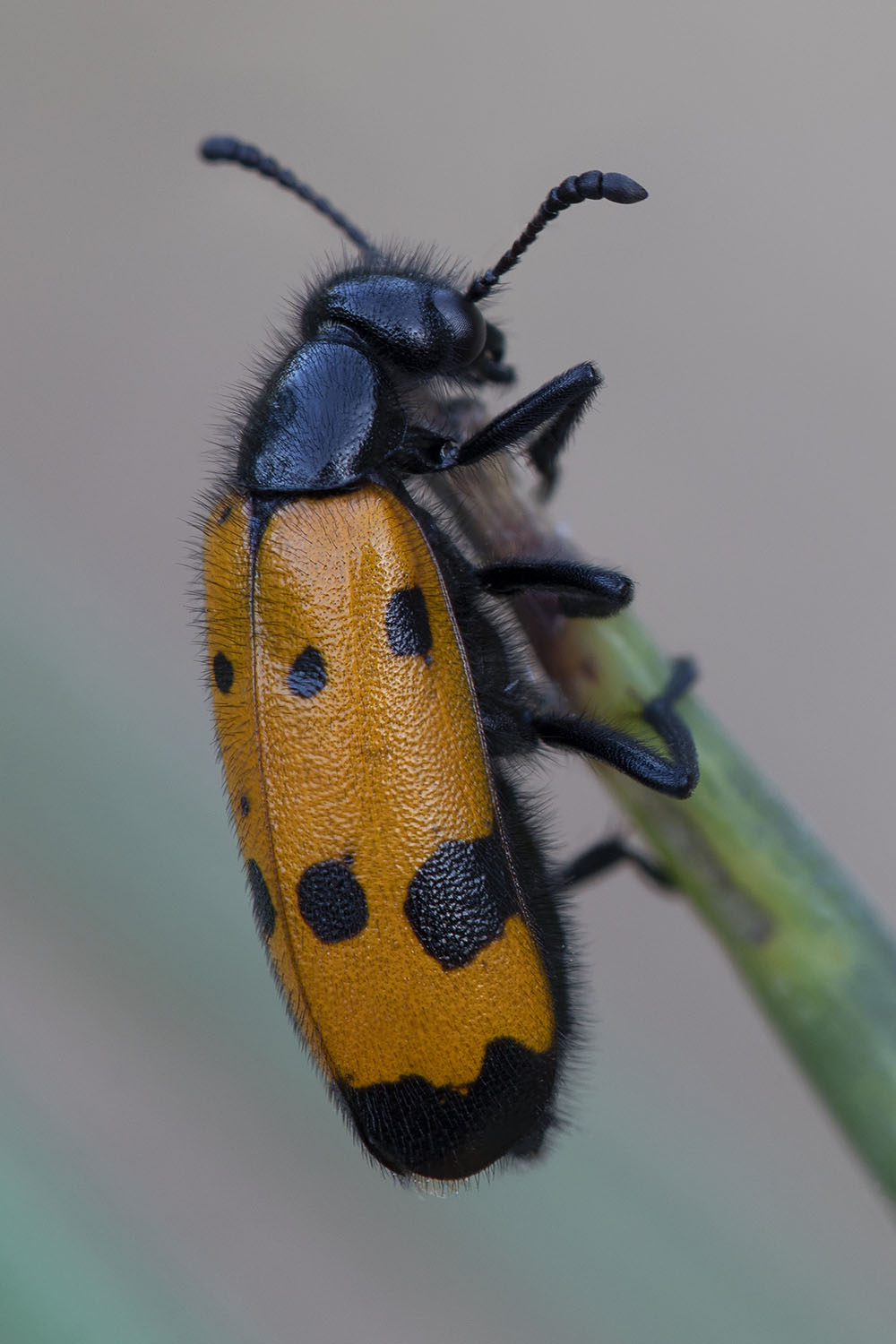 Mylabris quadripunctata 