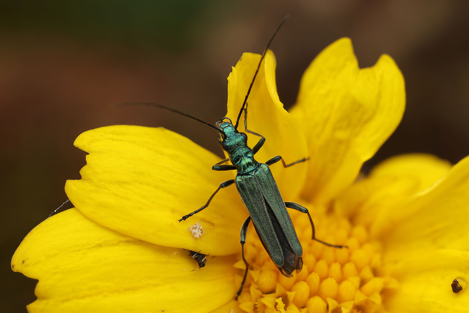 Oedemera nobilis 