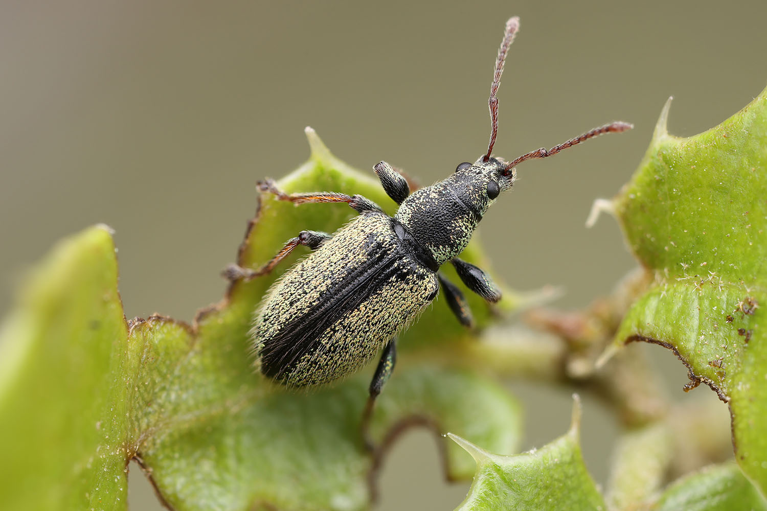 Phyllobius leonisi 