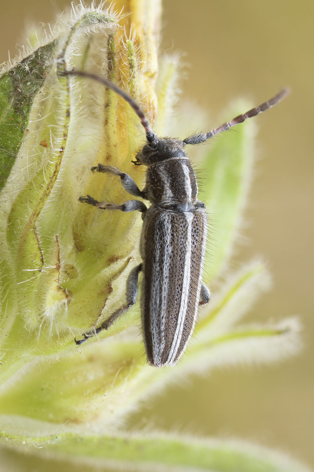 Phytoecia albovittigera 