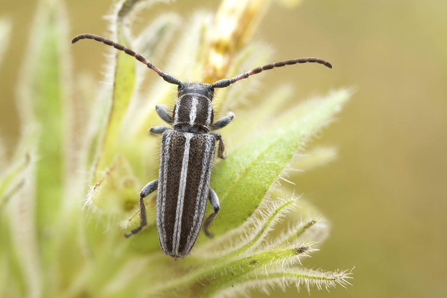 Phytoecia albovittigera 