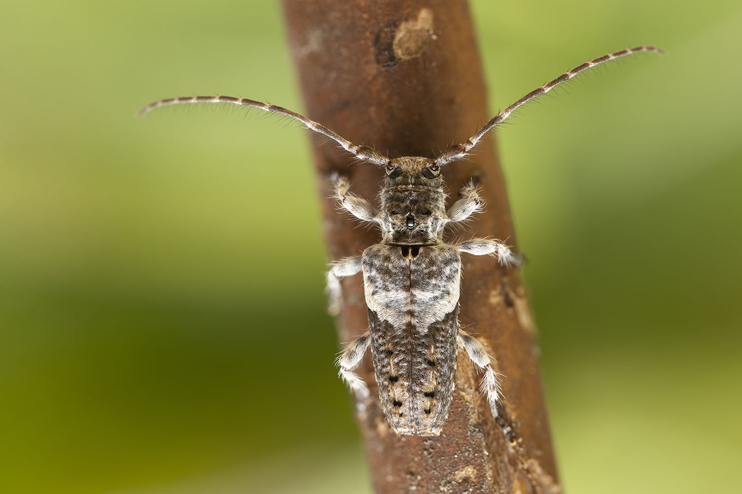 Pogonocherus perroudi perroudi