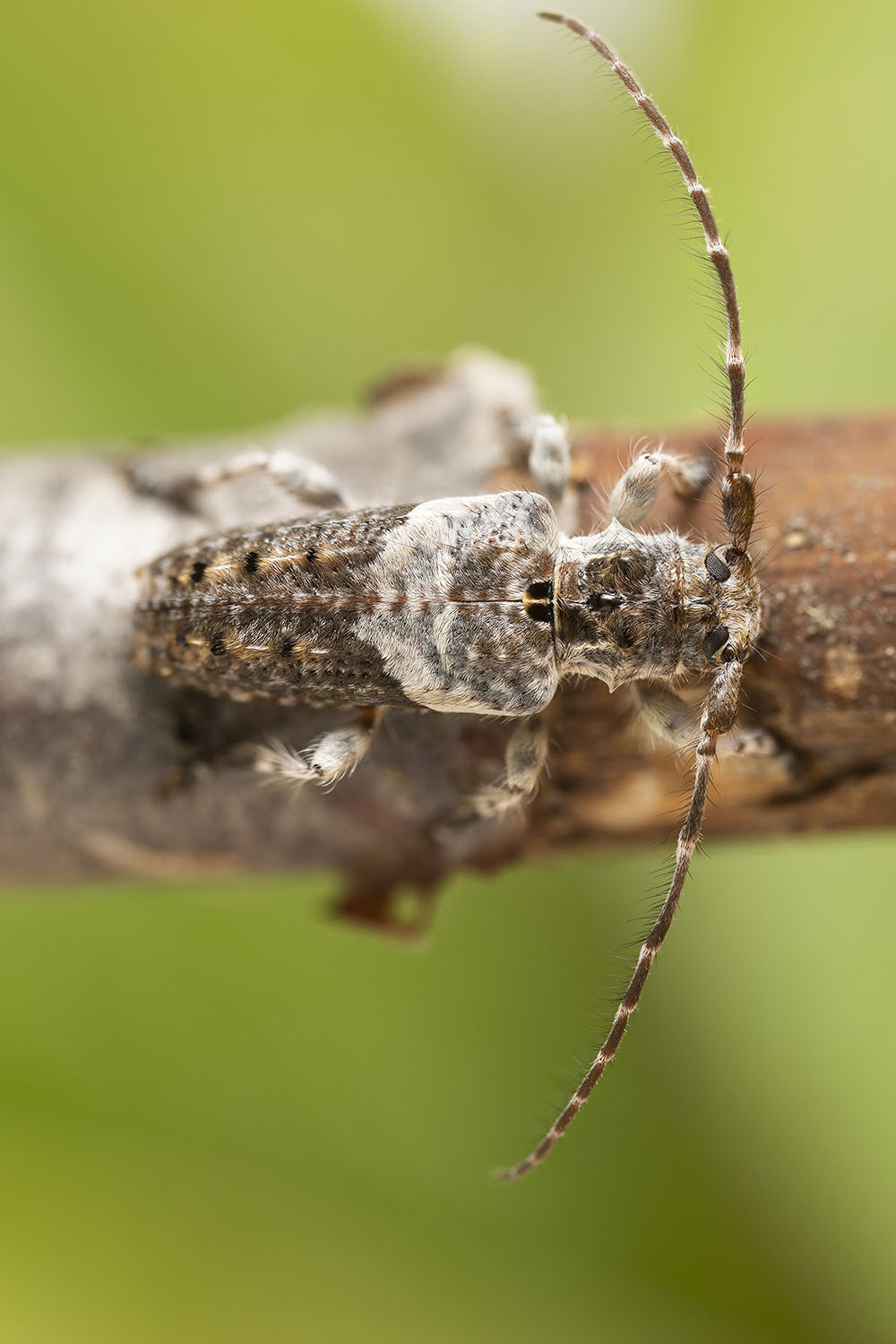 Pogonocherus perroudi perroudi