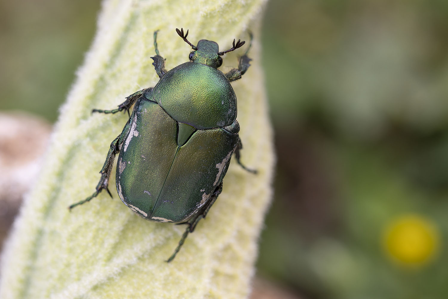 Protaetia ungarica viridana