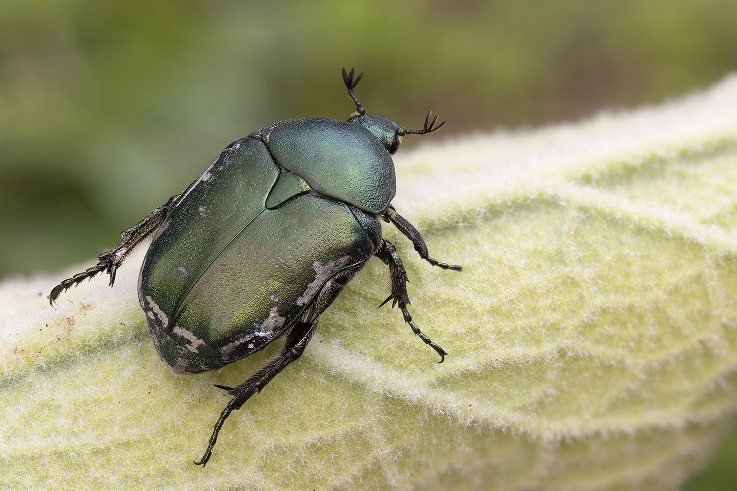 Protaetia ungarica viridana