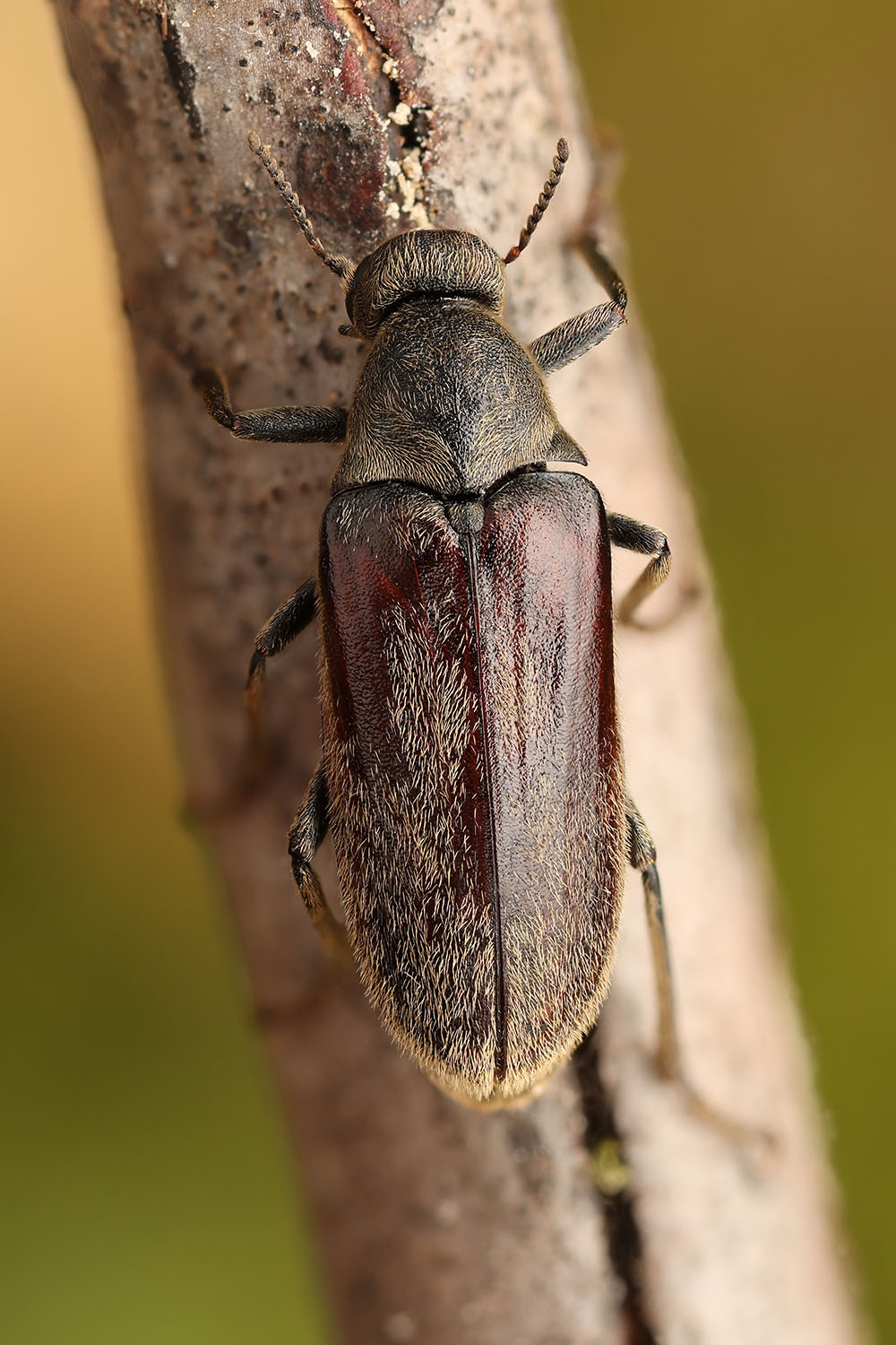 Ptilophorus dufourii 