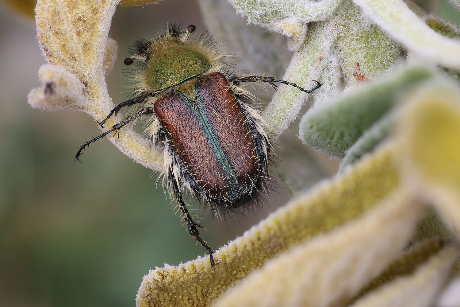 Pygopleurus hirsutus 