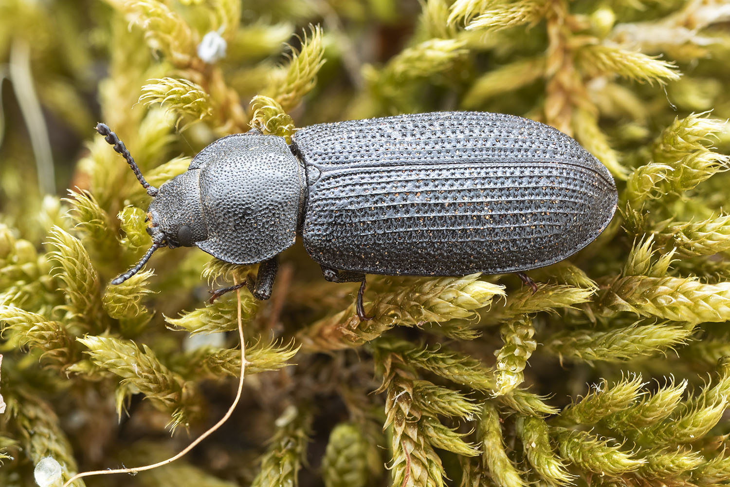 Seidlitzella procera 