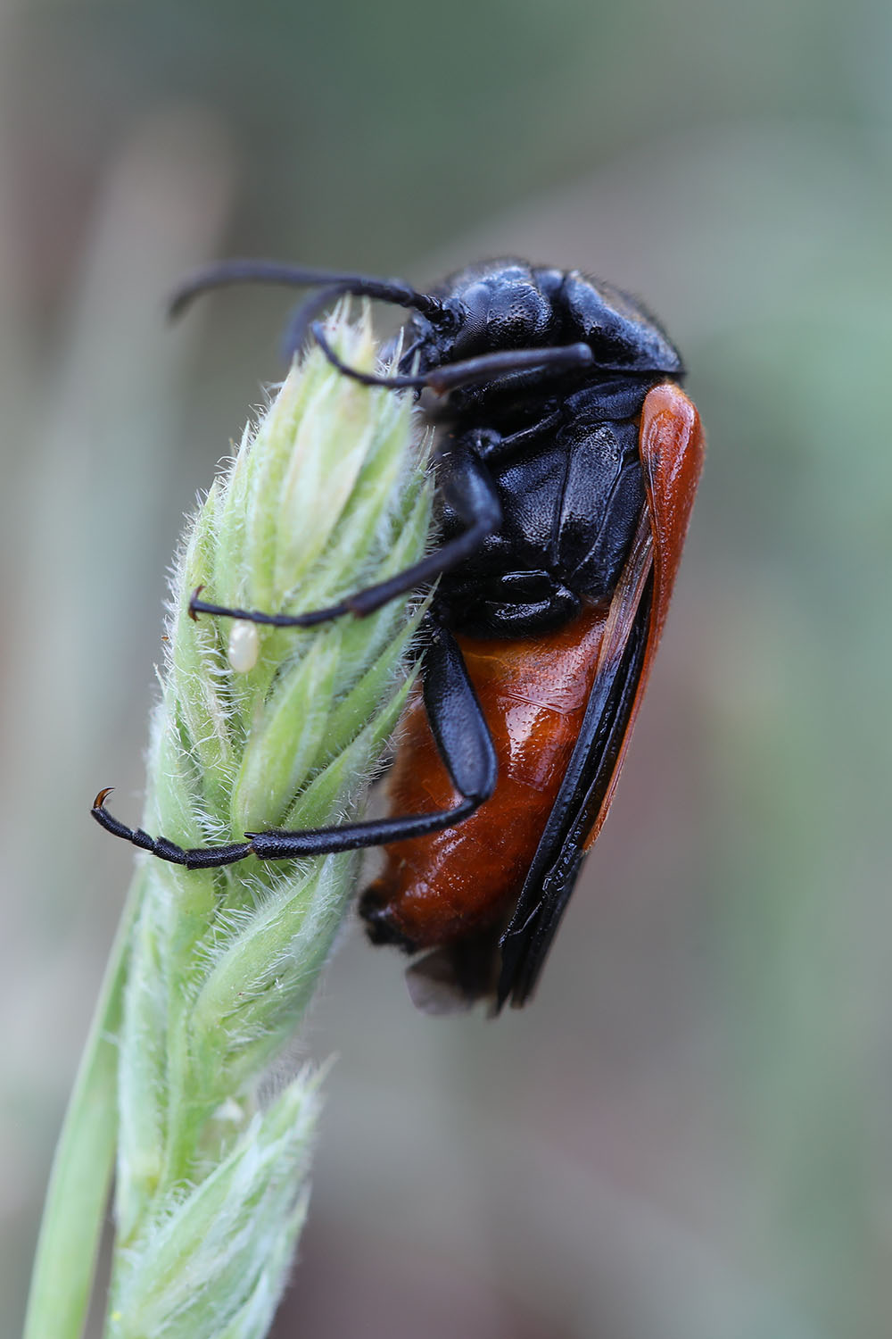 Sitaris rufipennis 