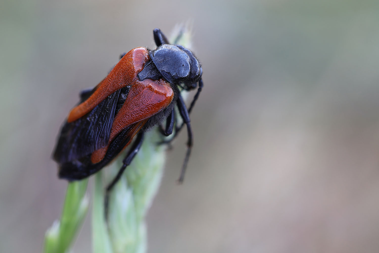 Sitaris rufipennis 