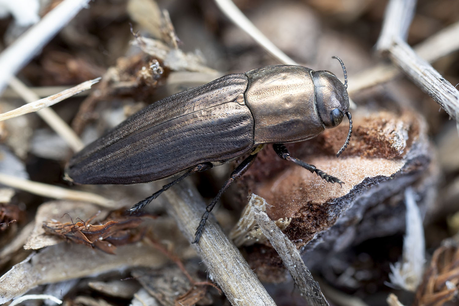 Sphenoptera lapidaria 