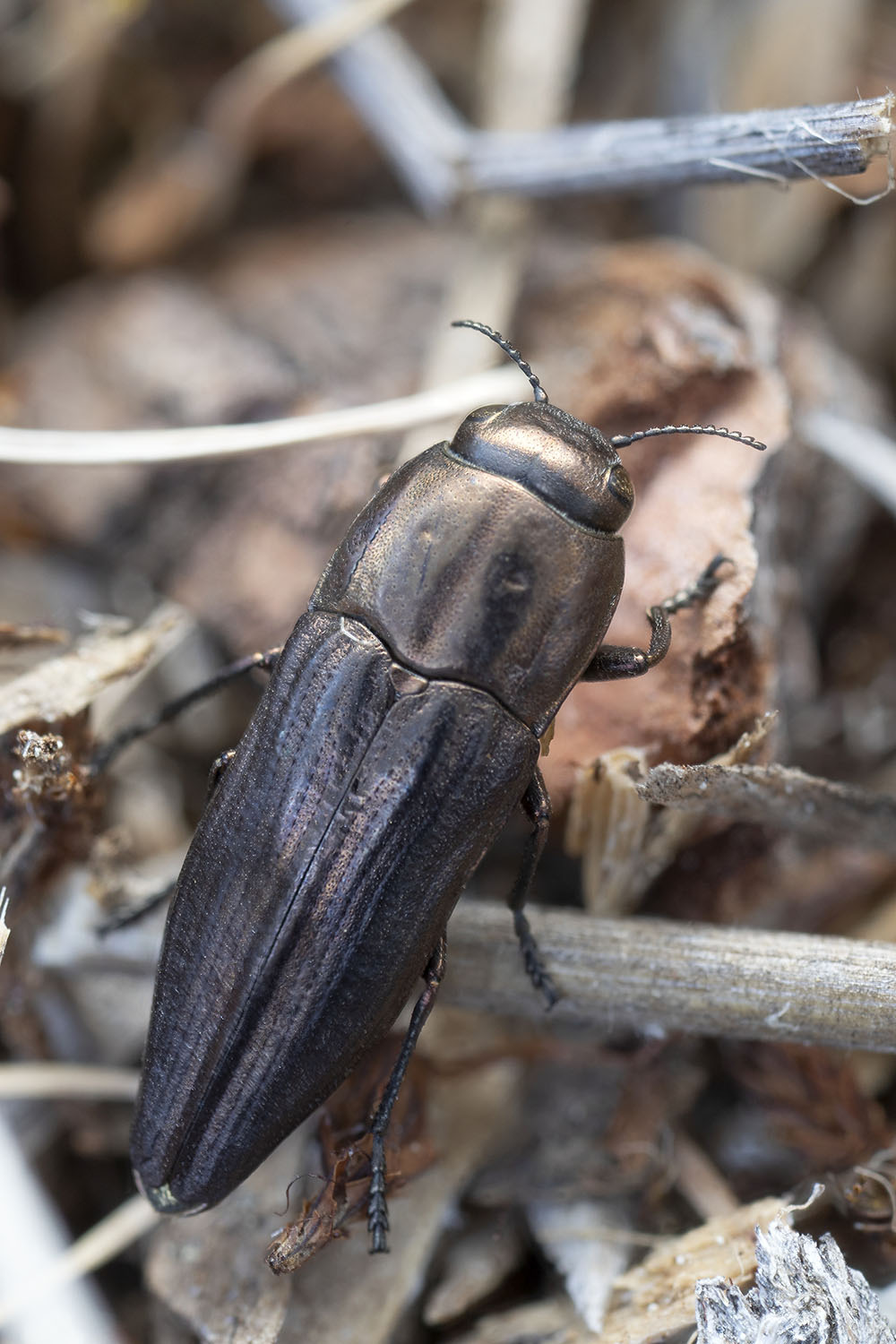 Sphenoptera lapidaria 