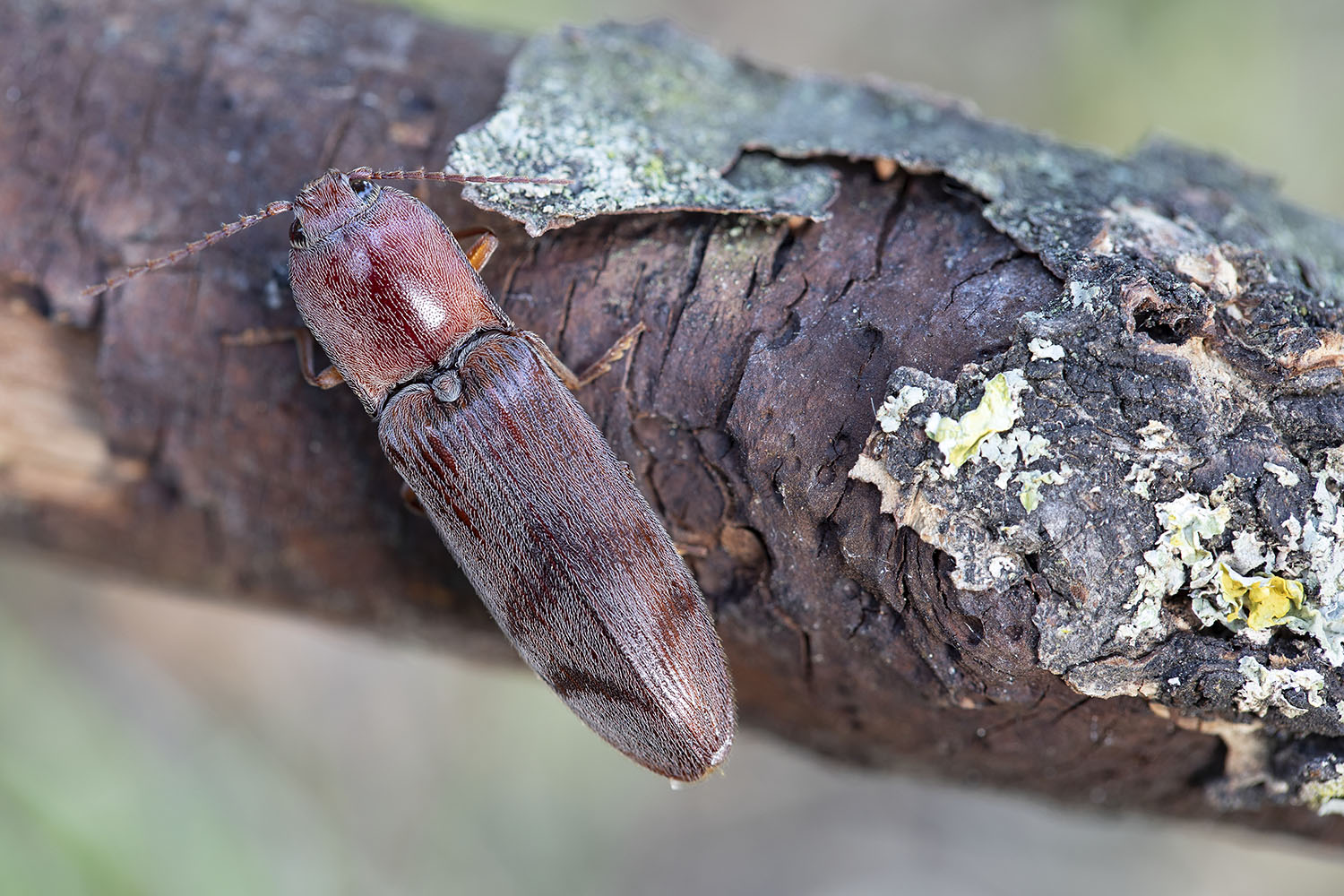 Stenagostus rhombeus 