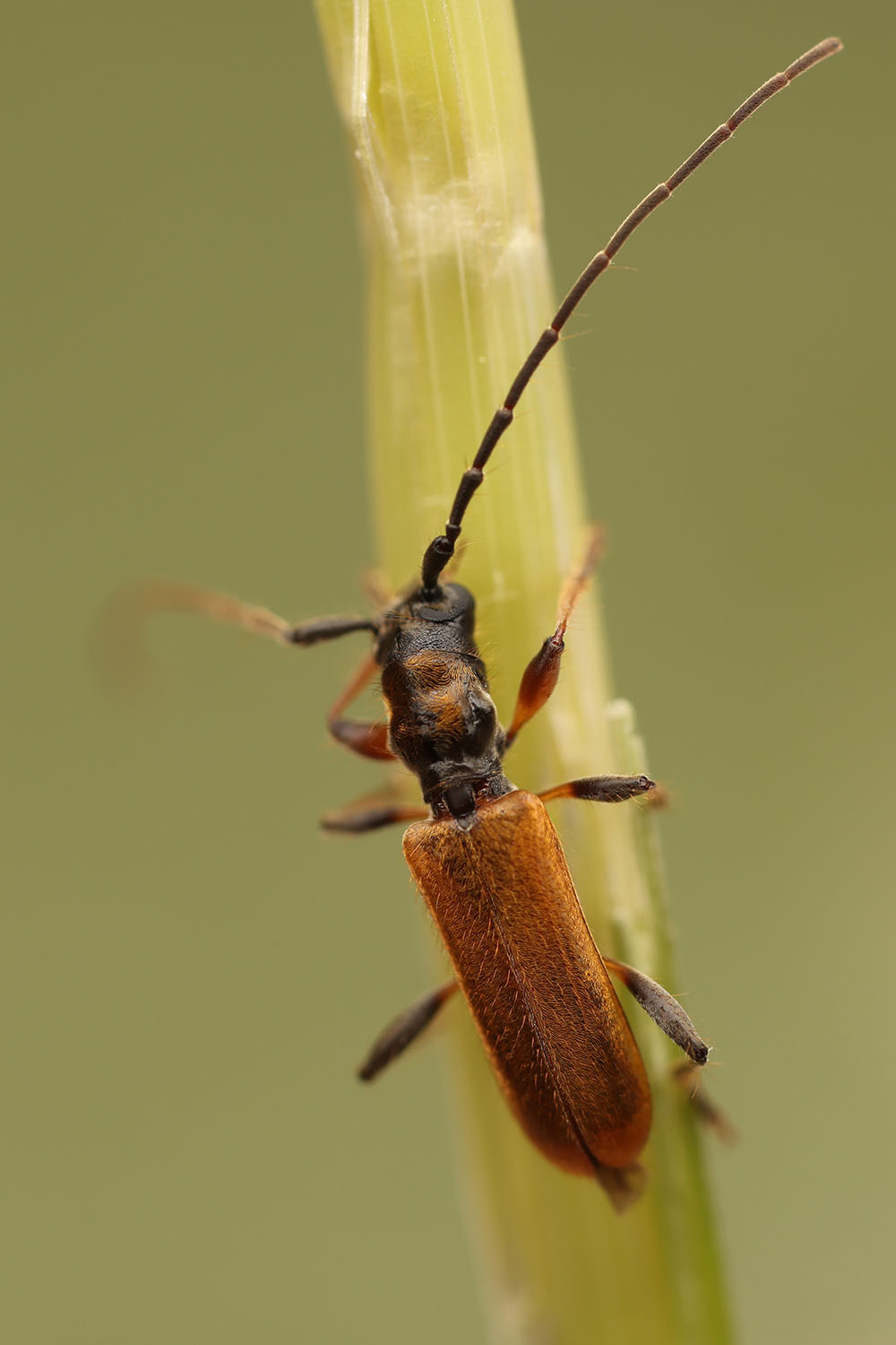 Stenhomalus bicolor bicolor