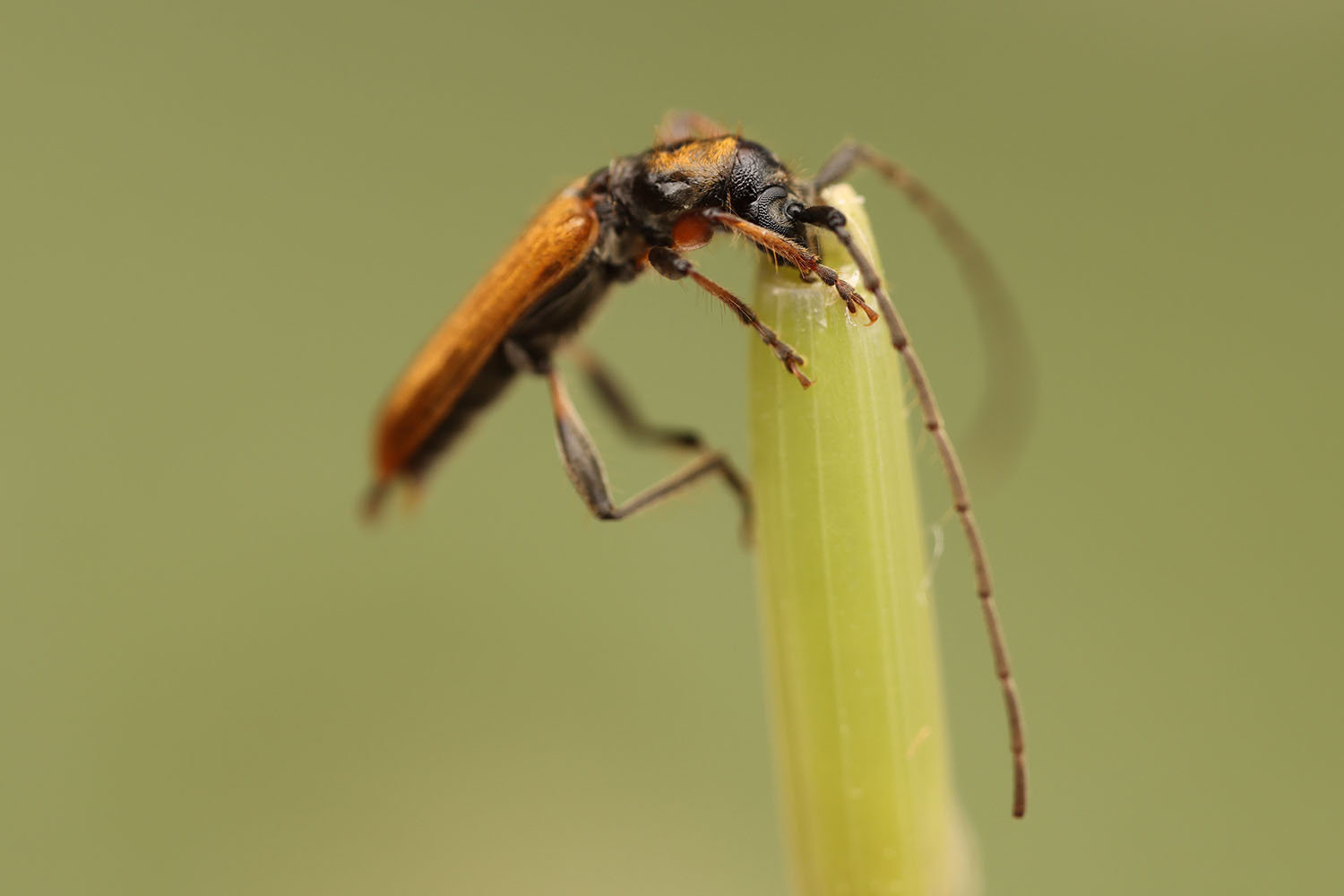 Stenhomalus bicolor bicolor