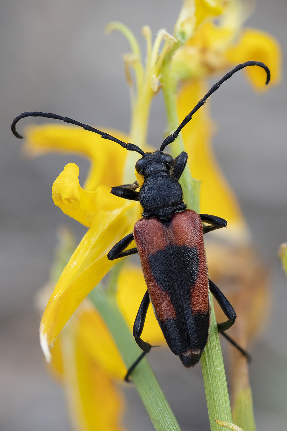 Stictoleptura cordigera 