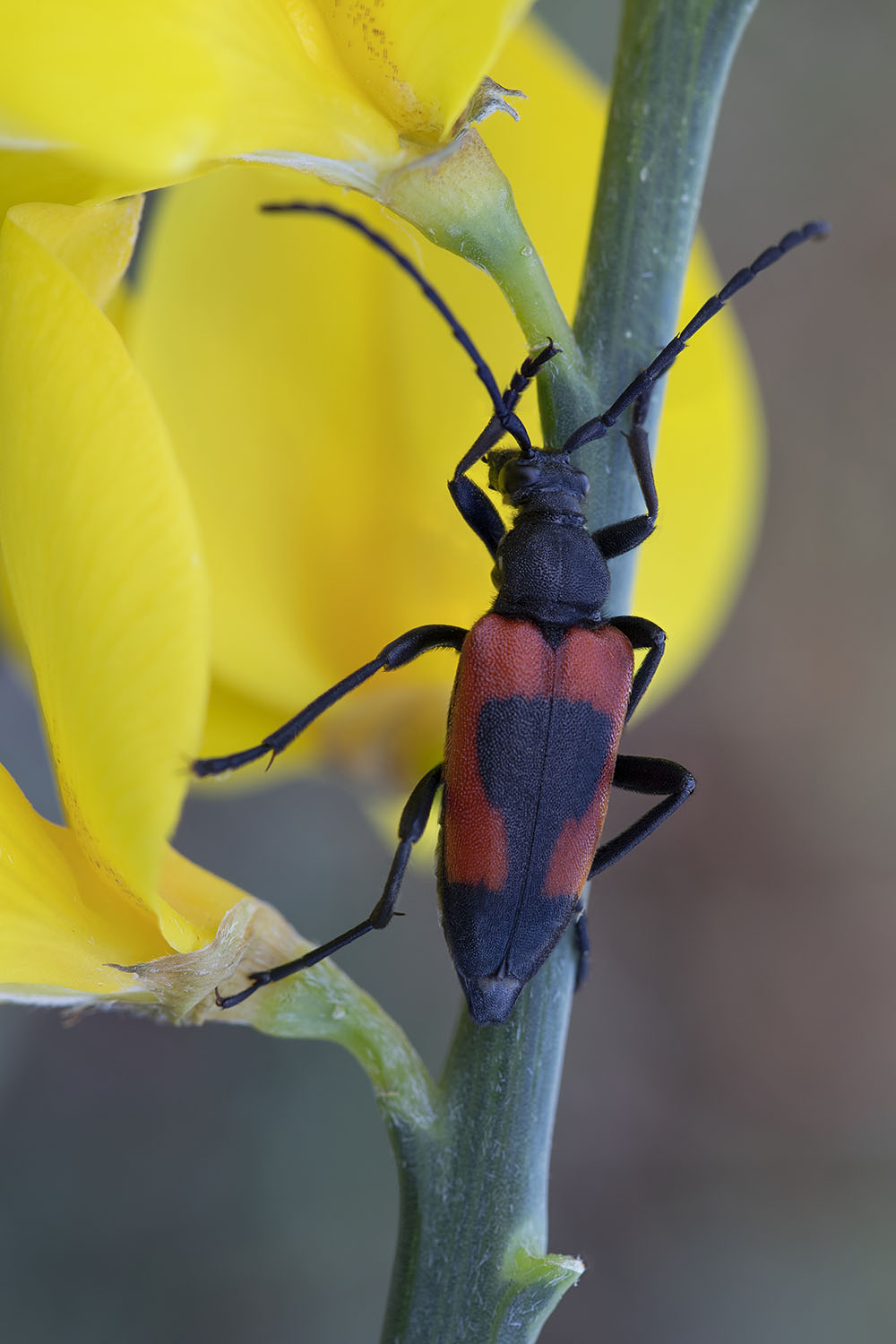 Stictoleptura cordigera 