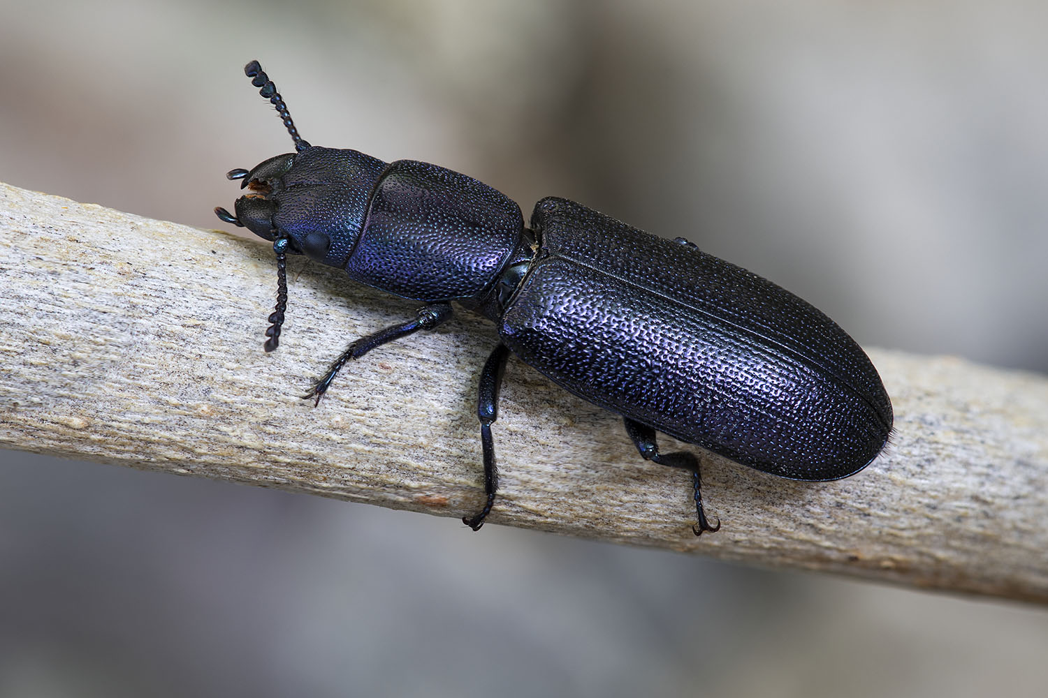 Temnoscheila caerulea 