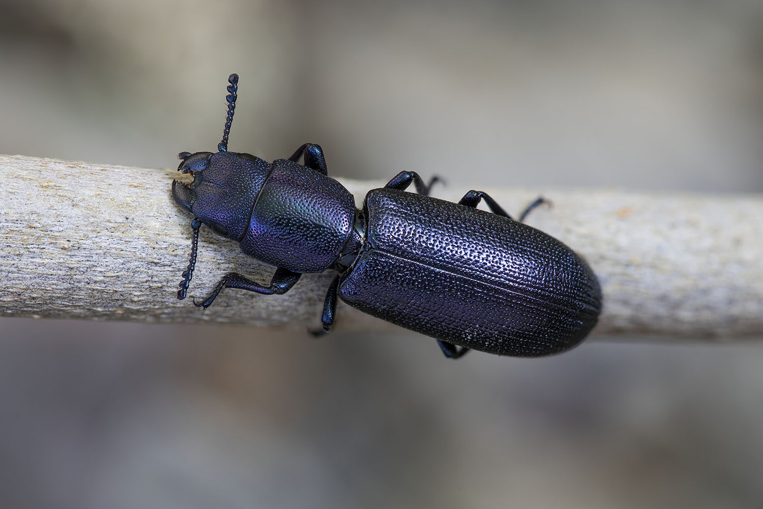 Temnoscheila caerulea 