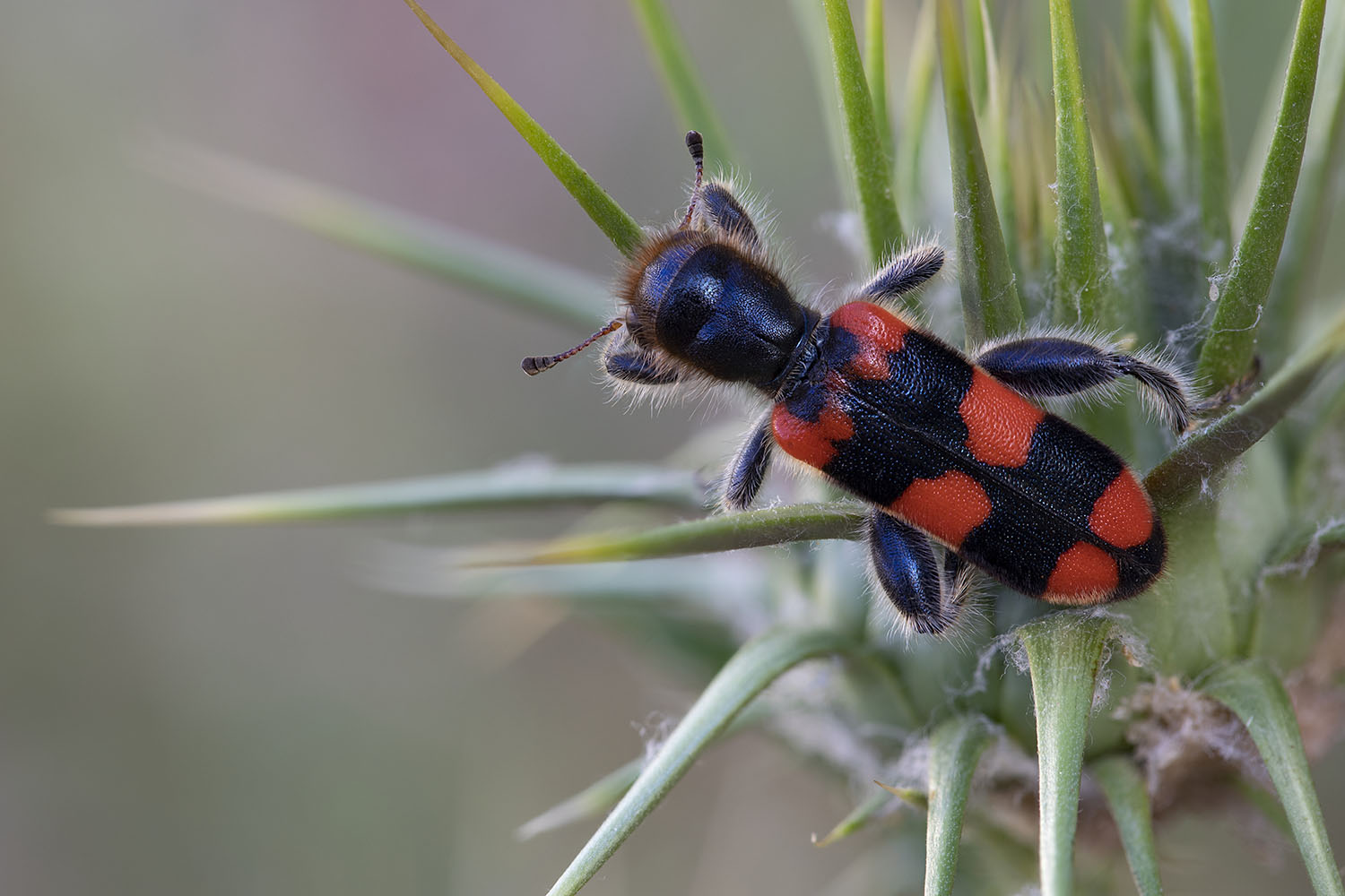 Trichodes crabroniformis 