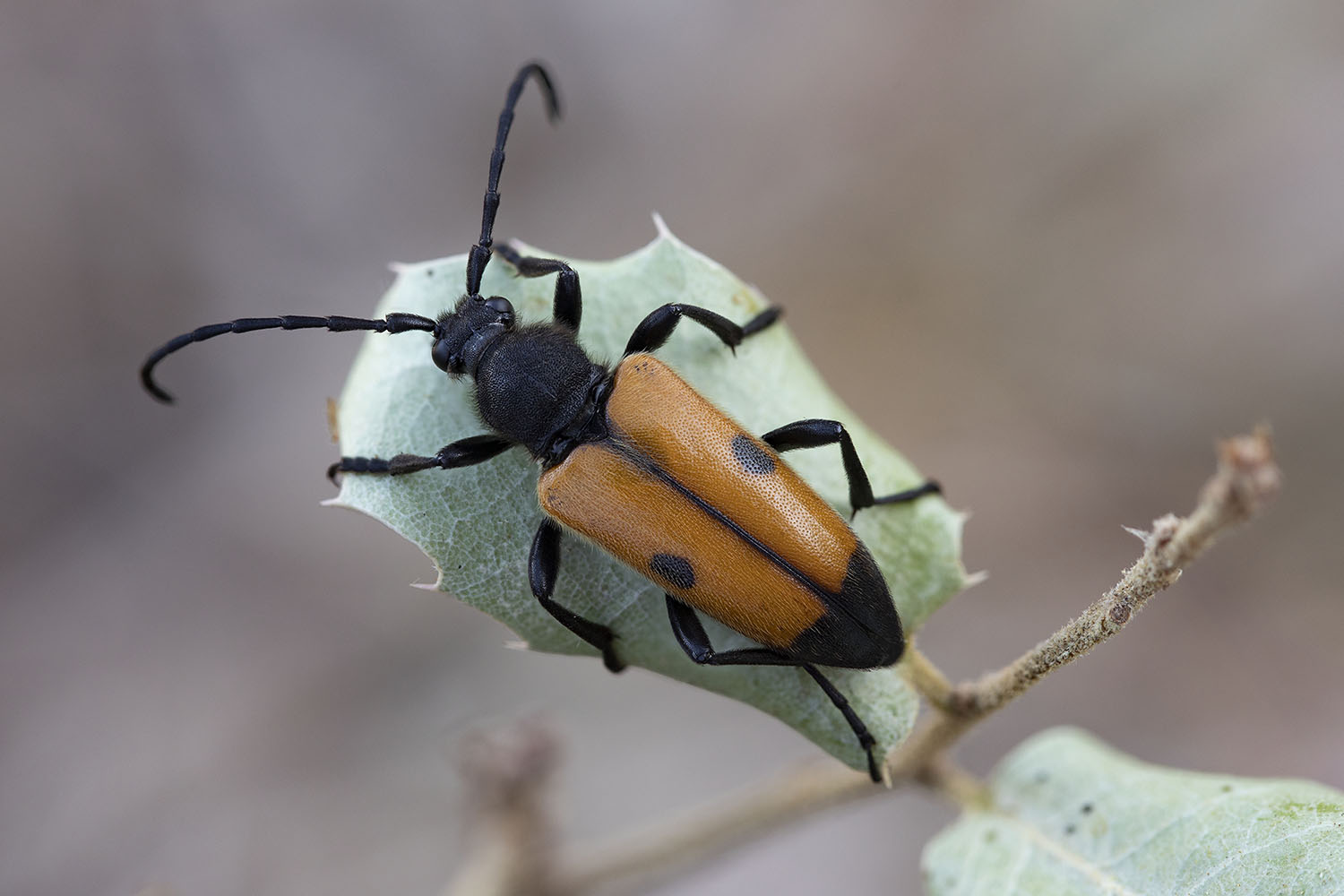 Vadonia grandicollis grandicollis