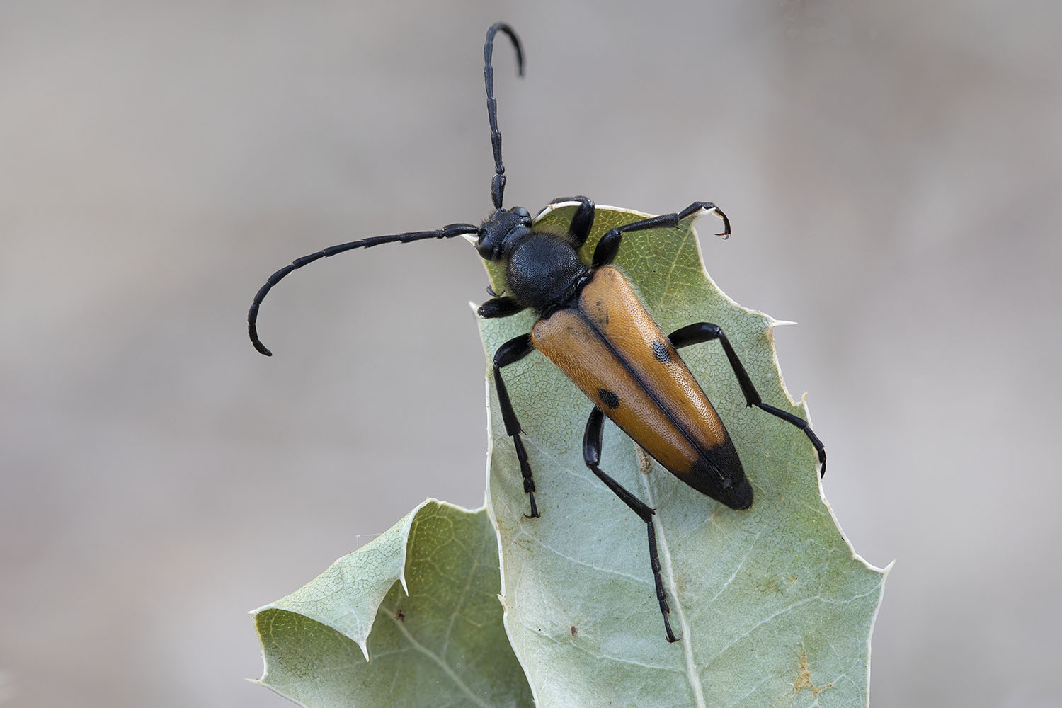 Vadonia grandicollis grandicollis