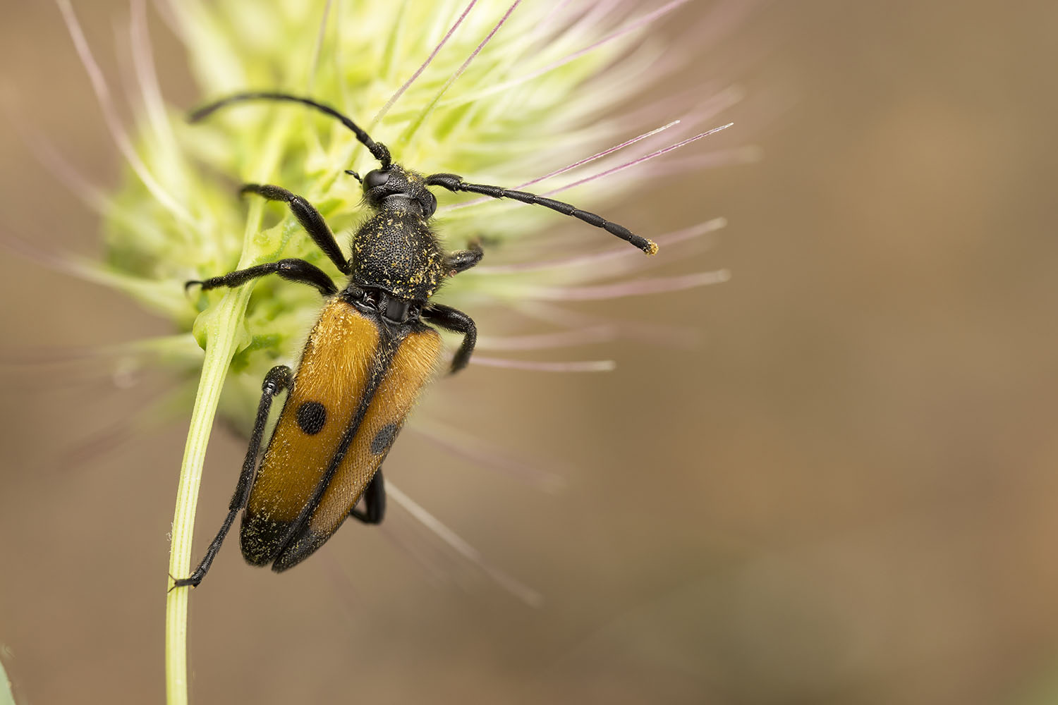 Vadonia grandicollis grandicollis