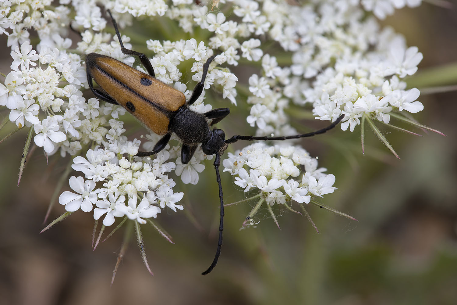 Vadonia grandicollis grandicollis