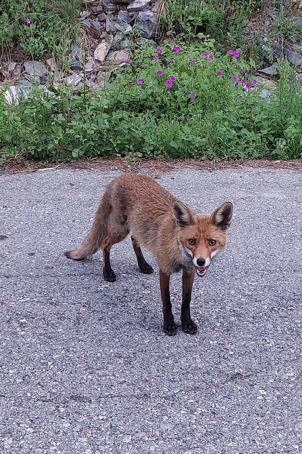 Vulpes vulpes 