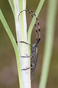 Agapanthia dahlii schurmanni