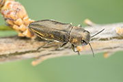 Anthaxia curlettii 