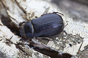 Haplidia transversa peloponnisica