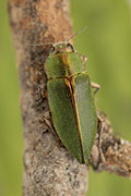 Latipalpis margotana 