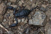 Scorpion unidentified02 