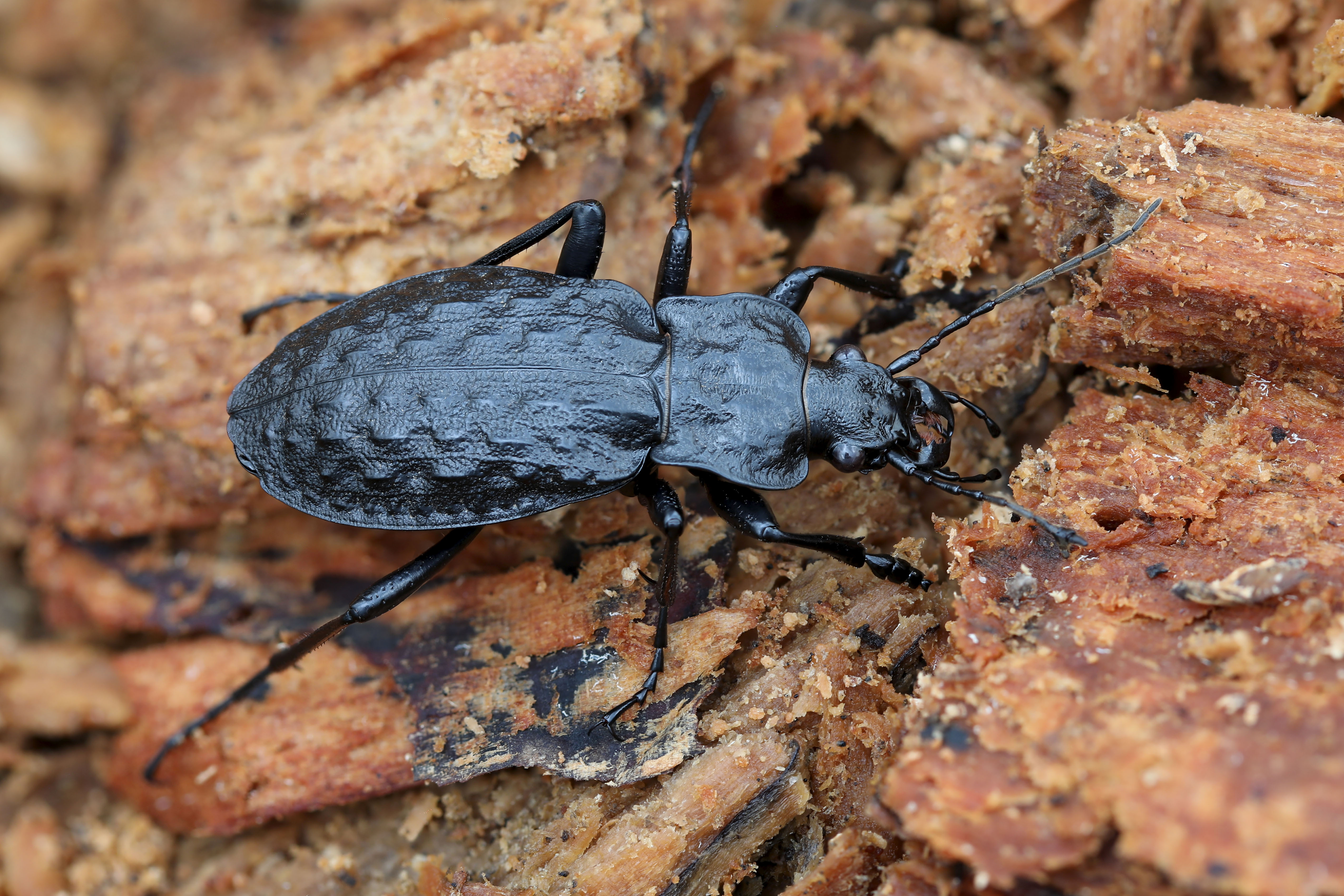 Carabus variolosus nodulosus