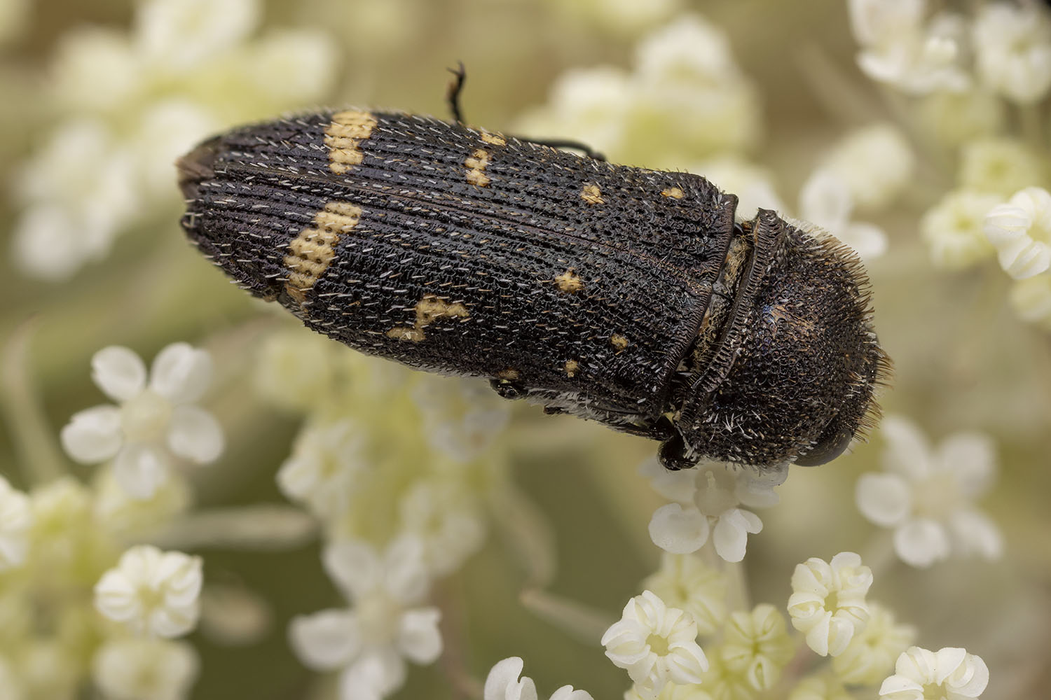 Acmaeoderella flavofasciata 