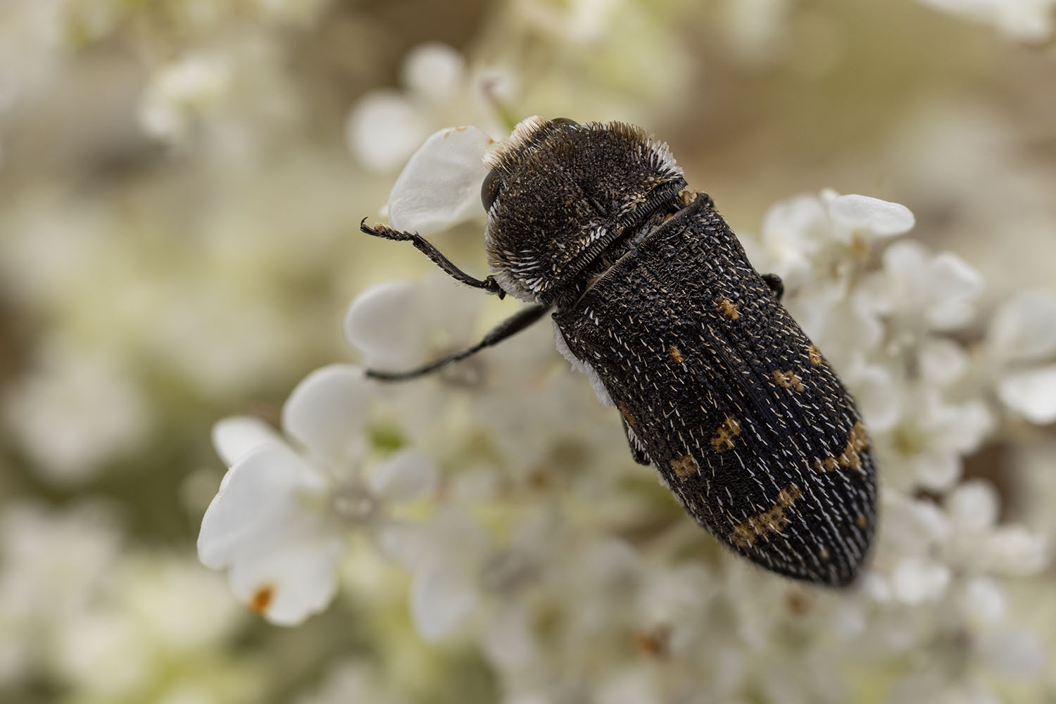 Acmaeoderella flavofasciata 