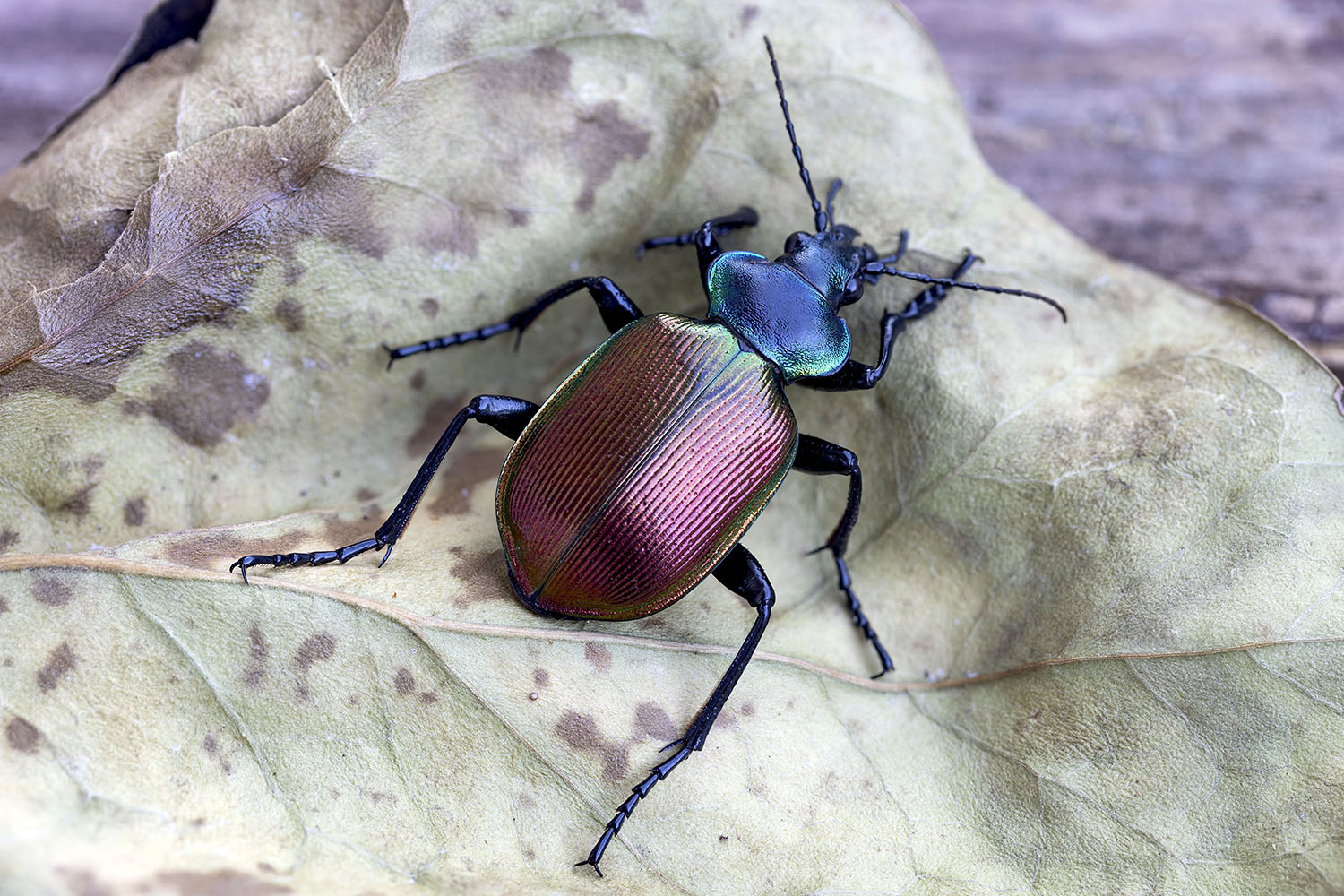 Calosoma sycophanta 