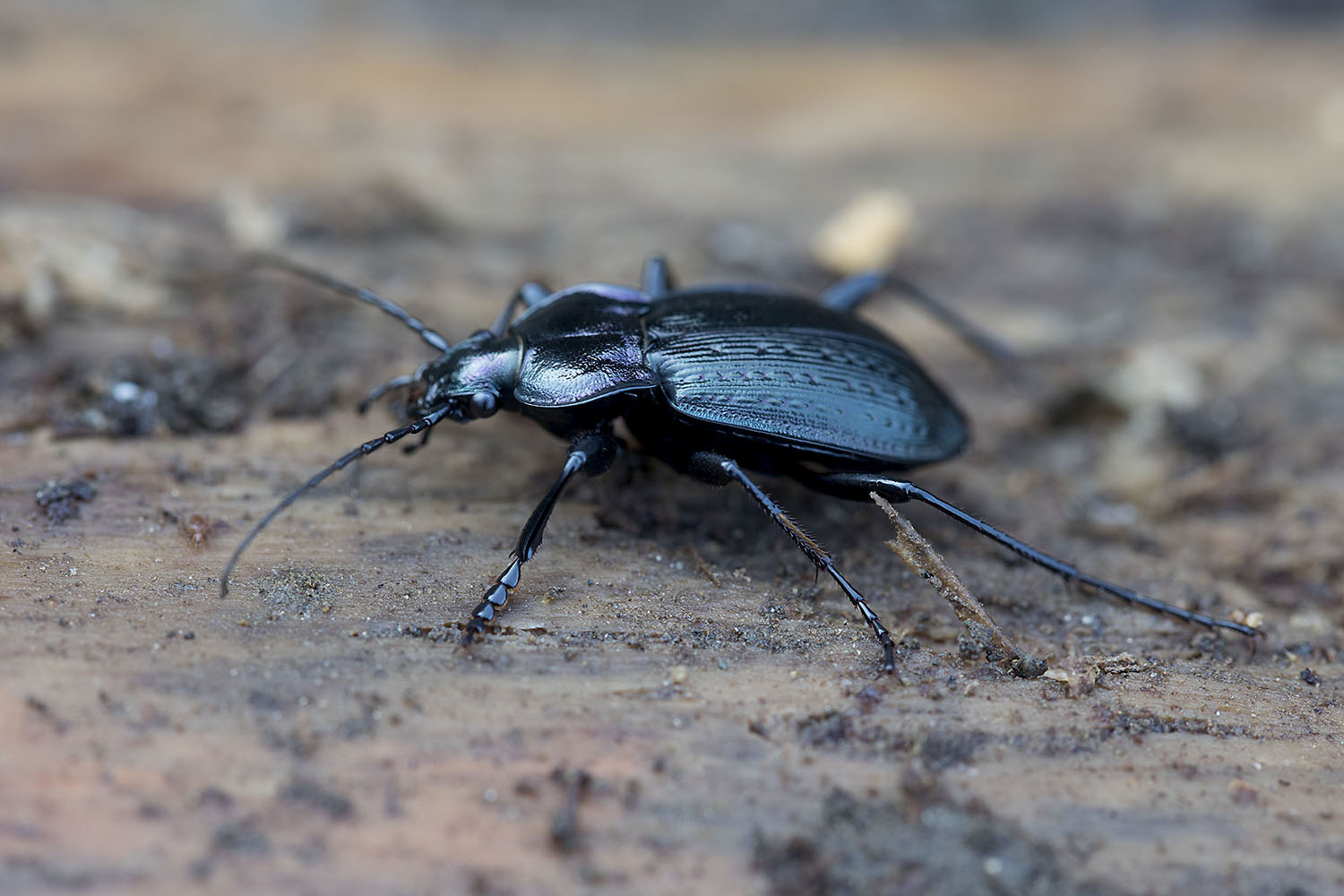 Carabus arvensis pseudonoricus