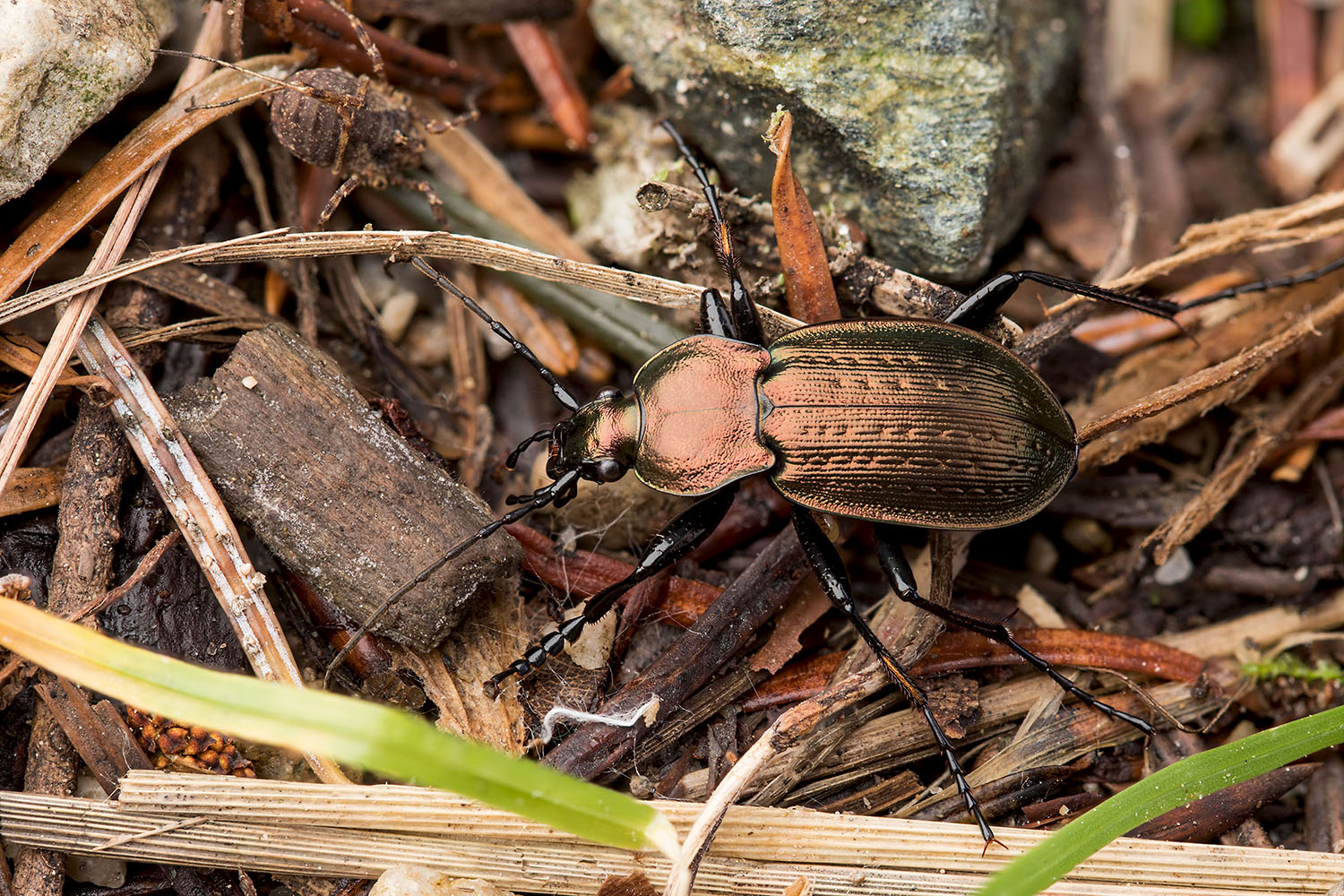 Carabus arvensis pseudonoricus