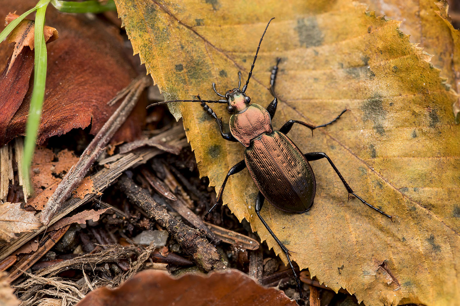 Carabus arvensis pseudonoricus