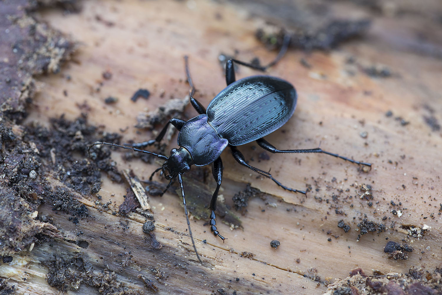 Carabus arvensis pseudonoricus