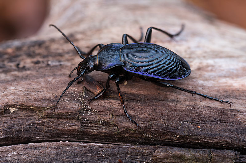 Carabus catenulatus catenulatus