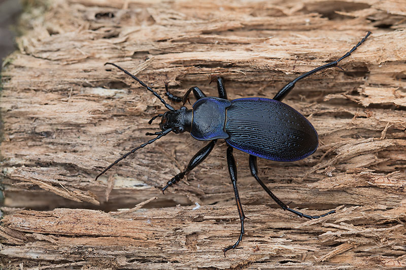 Carabus catenulatus catenulatus