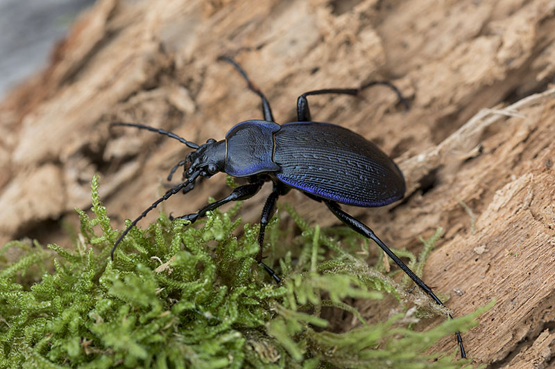 Carabus catenulatus catenulatus