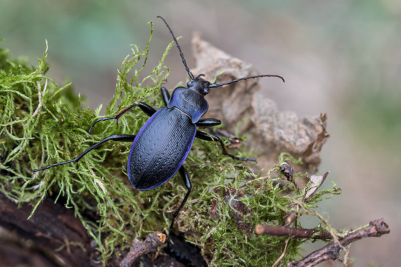 Carabus catenulatus catenulatus