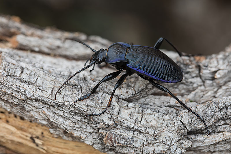 Carabus catenulatus catenulatus